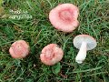 Russula sanguinea-amf1734-1